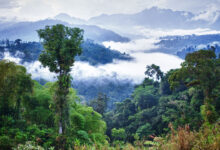 The worlds most studied rainforest is still yielding new insights