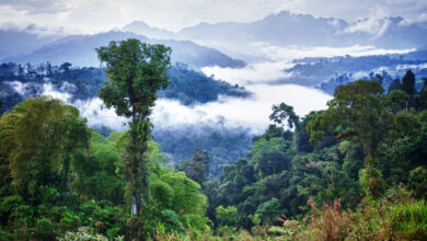 The worlds most studied rainforest is still yielding new insights