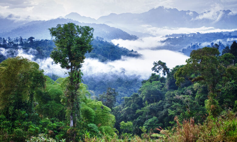 The worlds most studied rainforest is still yielding new insights