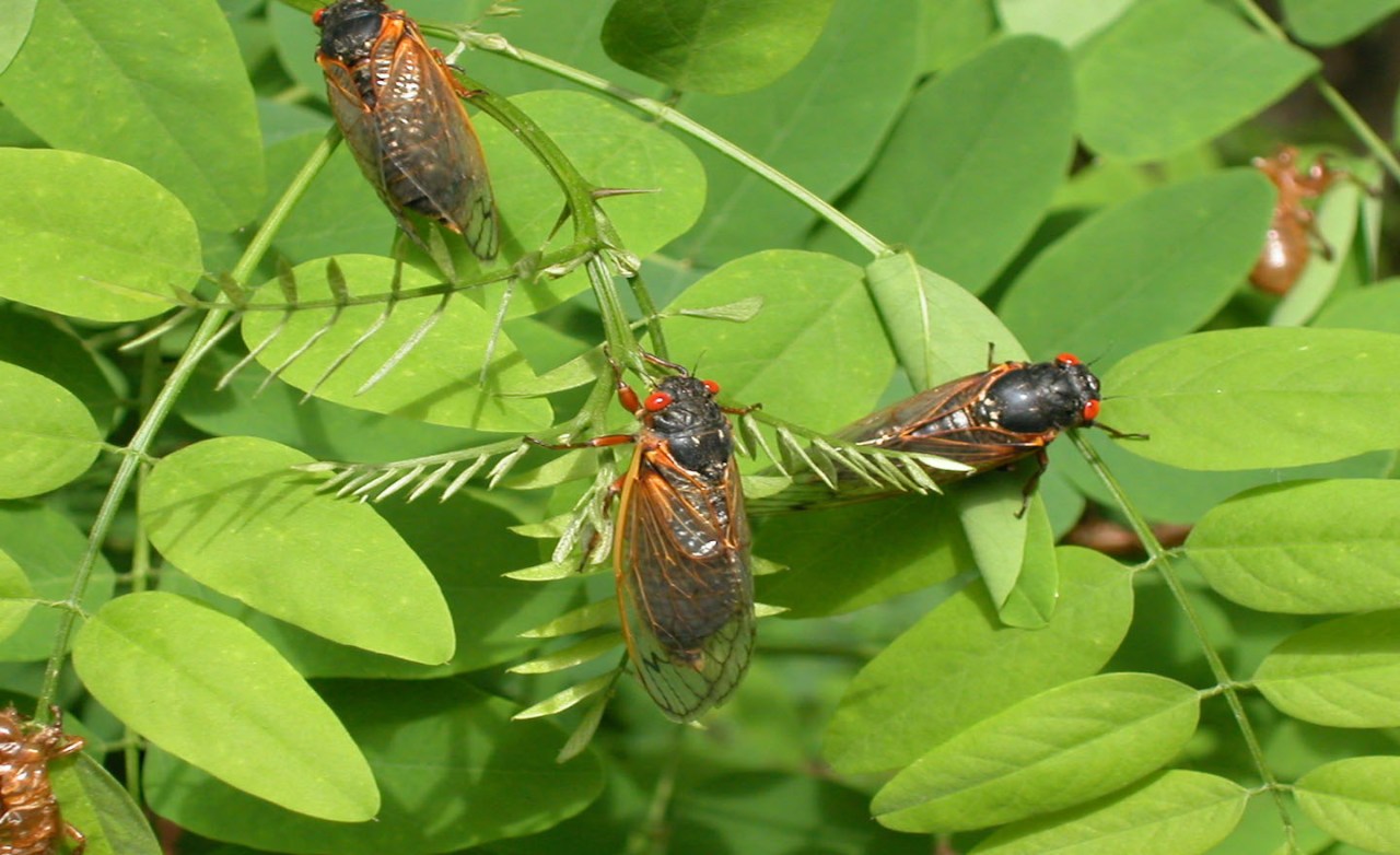 Hordes of cicadas are emerging simultaneously in america