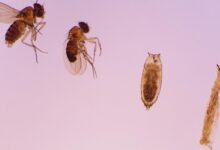 A map of a fruit flys brain could help us understand our own