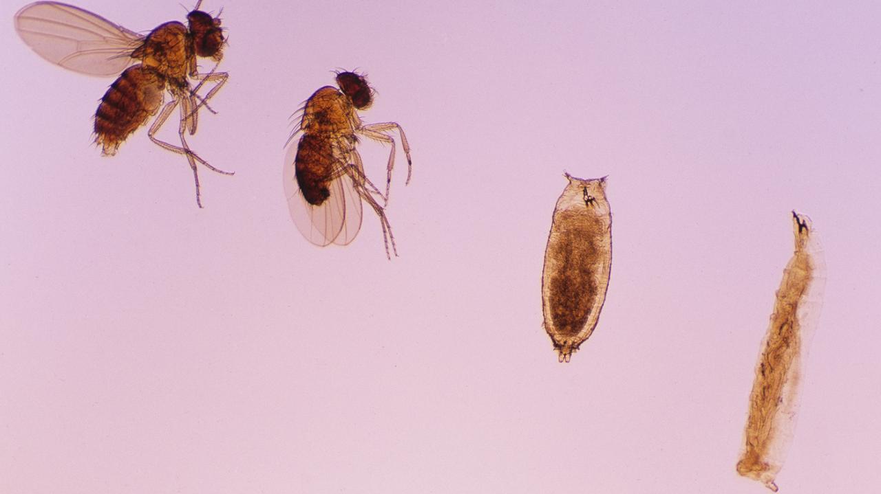 A map of a fruit flys brain could help us understand our own