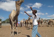 Somalilands camel herders are milking it