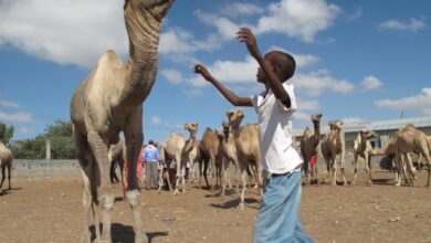 Somalilands camel herders are milking it