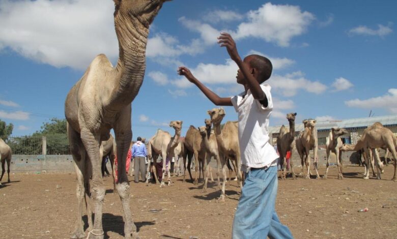 Somalilands camel herders are milking it