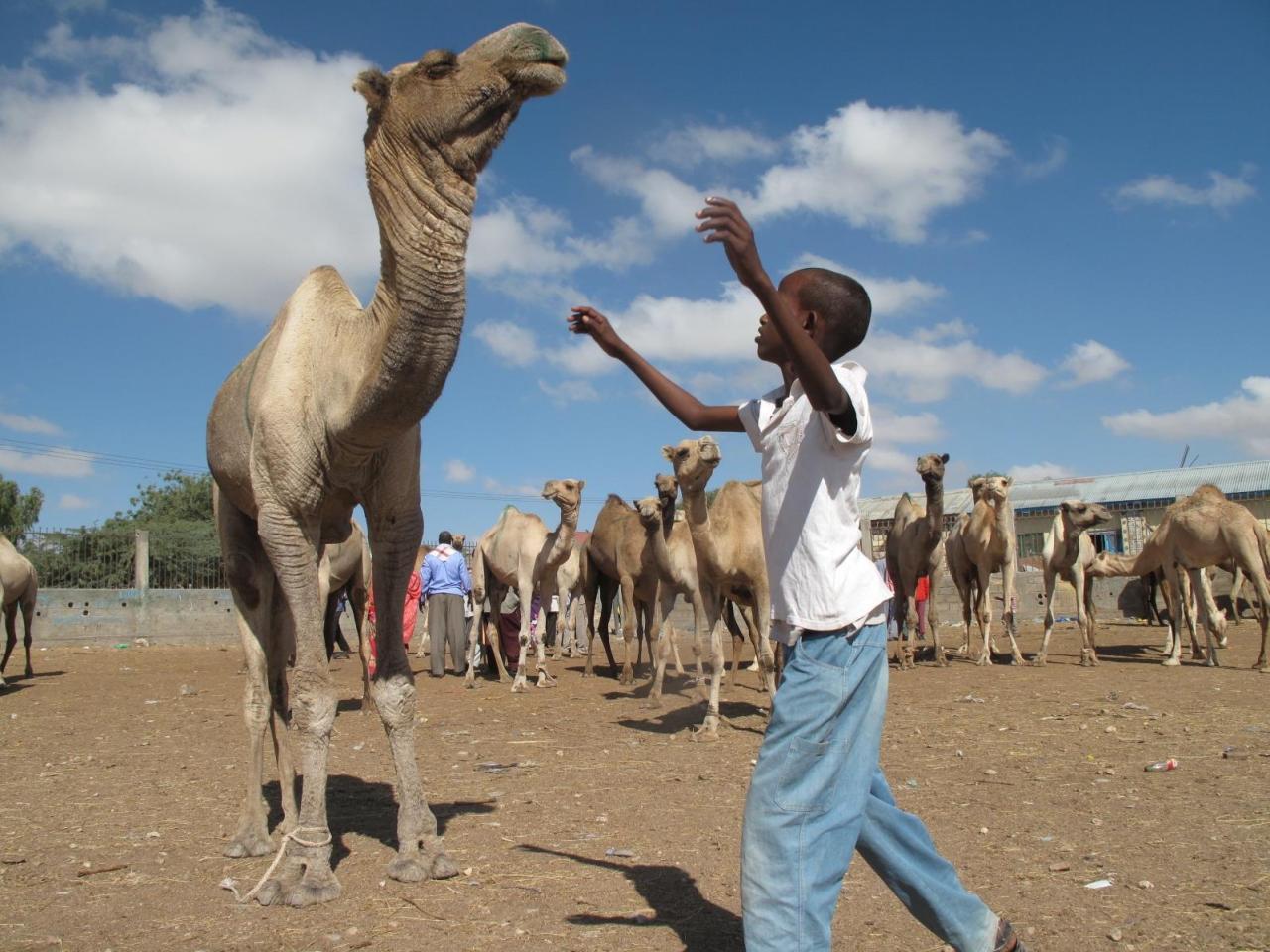 Somalilands camel herders are milking it