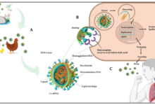 H5n1 avian flu could cause a human pandemic