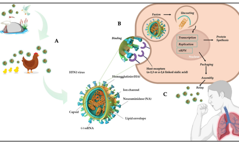 H5n1 avian flu could cause a human pandemic