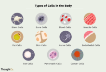 Scientists are building a catalogue of every type of cell in our bodies