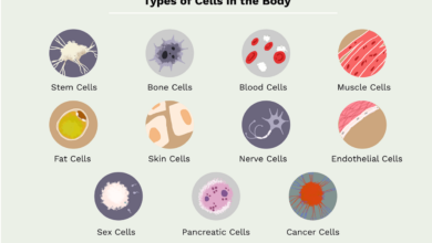 Scientists are building a catalogue of every type of cell in our bodies