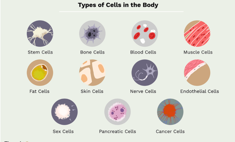 Scientists are building a catalogue of every type of cell in our bodies