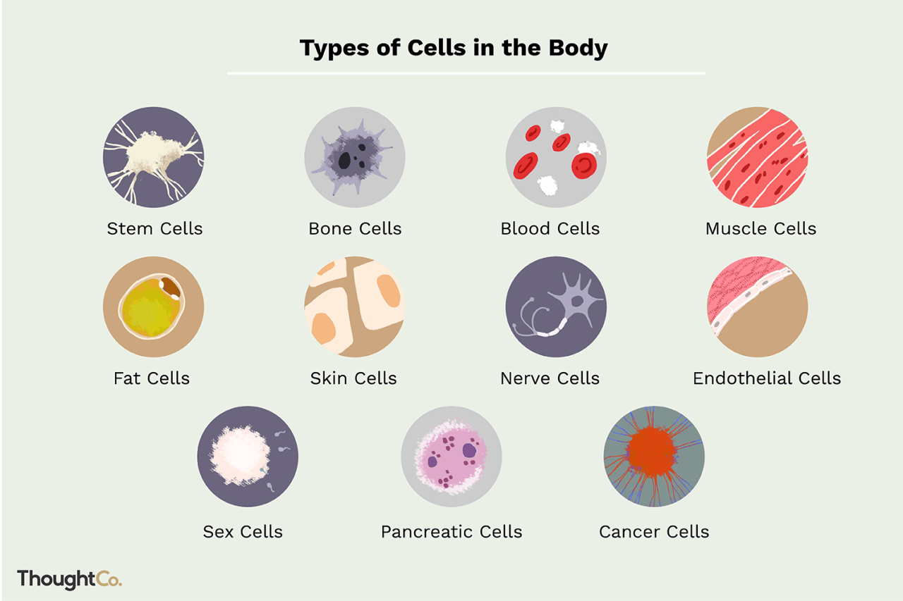 Scientists are building a catalogue of every type of cell in our bodies