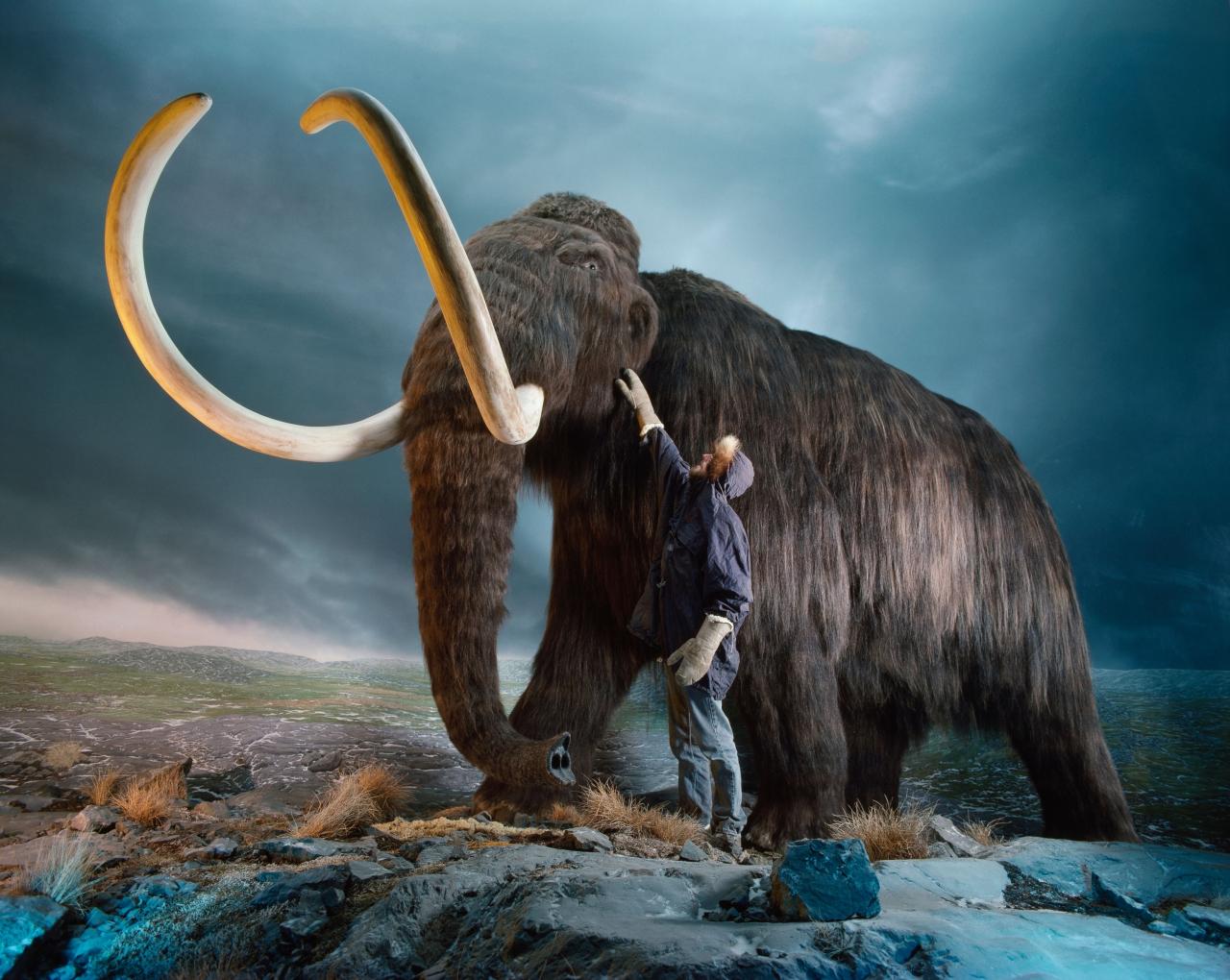 How the last mammoths went extinct