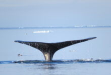 Noise dampening tech could make ships less disruptive to marine life