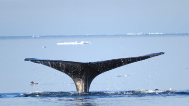 Noise dampening tech could make ships less disruptive to marine life