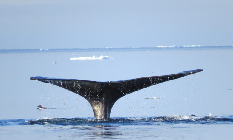 Noise dampening tech could make ships less disruptive to marine life