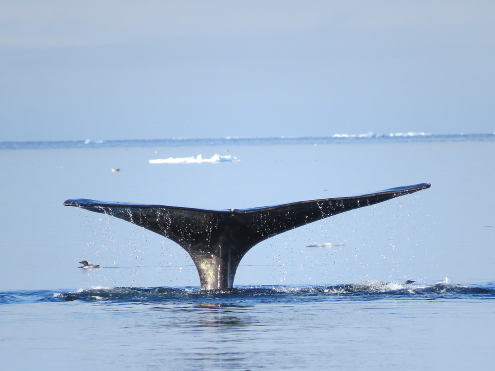 Noise dampening tech could make ships less disruptive to marine life