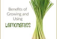 Discover the Surprising Health Benefits of Lemongrass for Your Body