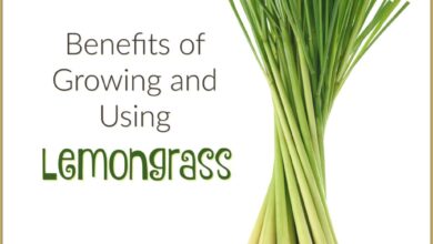 Discover the Surprising Health Benefits of Lemongrass for Your Body