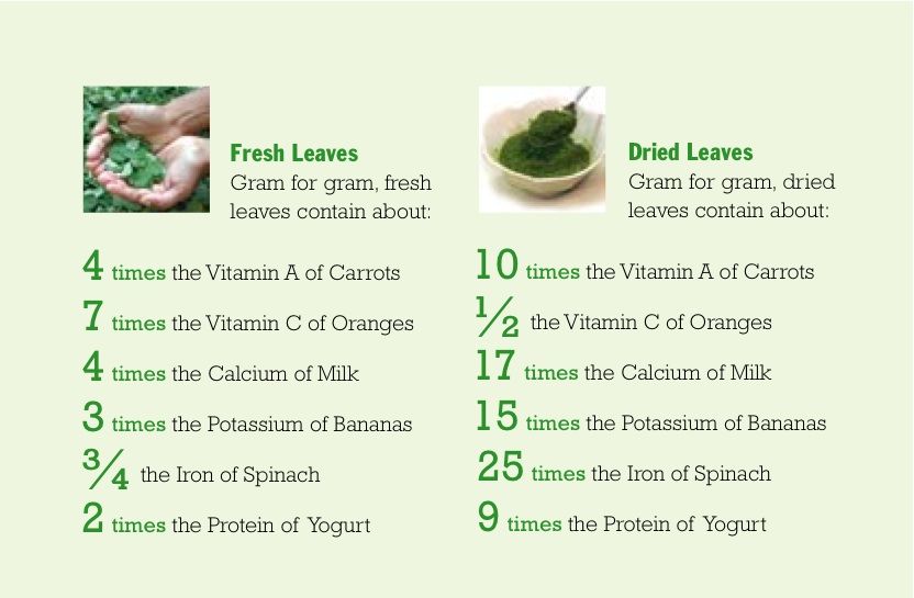 Learn the Hidden Nutritional Power of Moringa Leaves Today