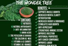 Exploring the Ancient Health Secrets of Moringa Leaves for Longevity