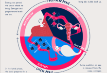 Progress on the science of menstruation at last