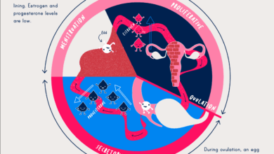 Progress on the science of menstruation at last