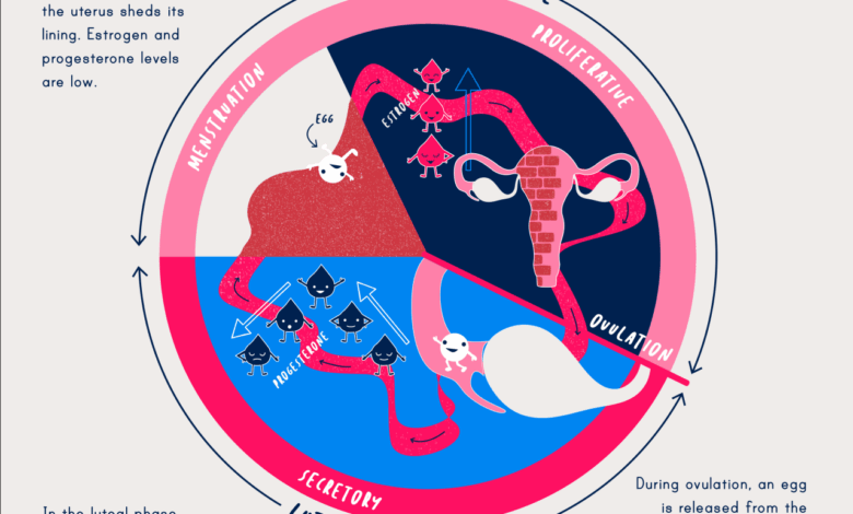 Progress on the science of menstruation at last