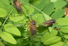 Hordes of cicadas are emerging simultaneously in america