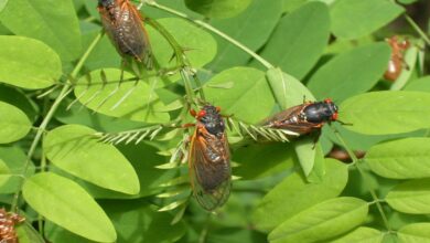 Hordes of cicadas are emerging simultaneously in america
