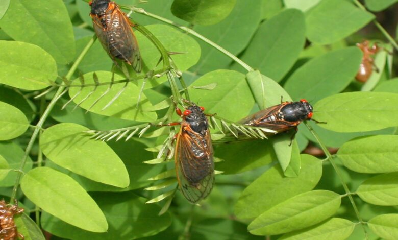 Hordes of cicadas are emerging simultaneously in america