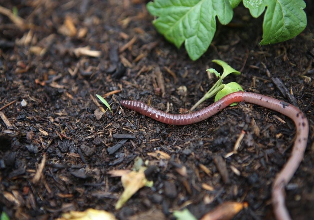 Whats behind britains earthworm cataclysm