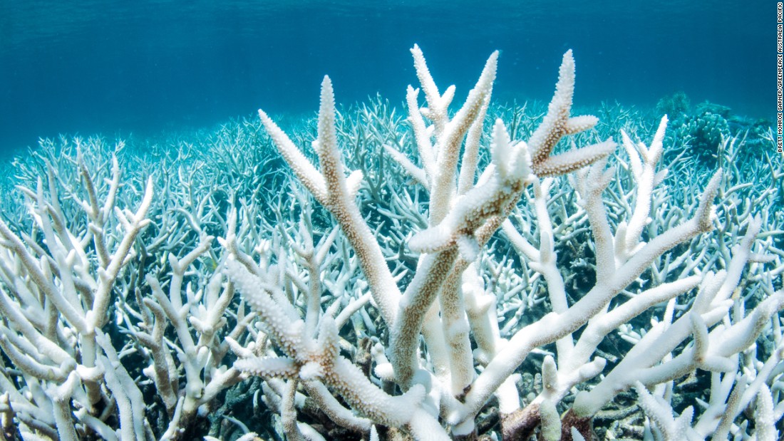 Bleaching barrier The great barrier reef is seeing unprecedented coral bleaching