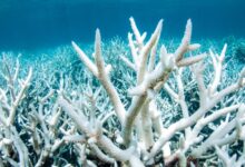 The great barrier reef is seeing unprecedented coral bleaching