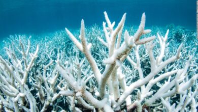 The great barrier reef is seeing unprecedented coral bleaching