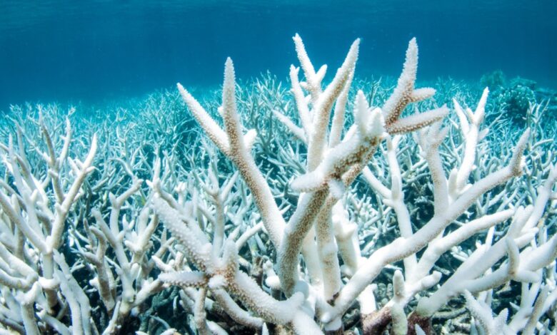The great barrier reef is seeing unprecedented coral bleaching