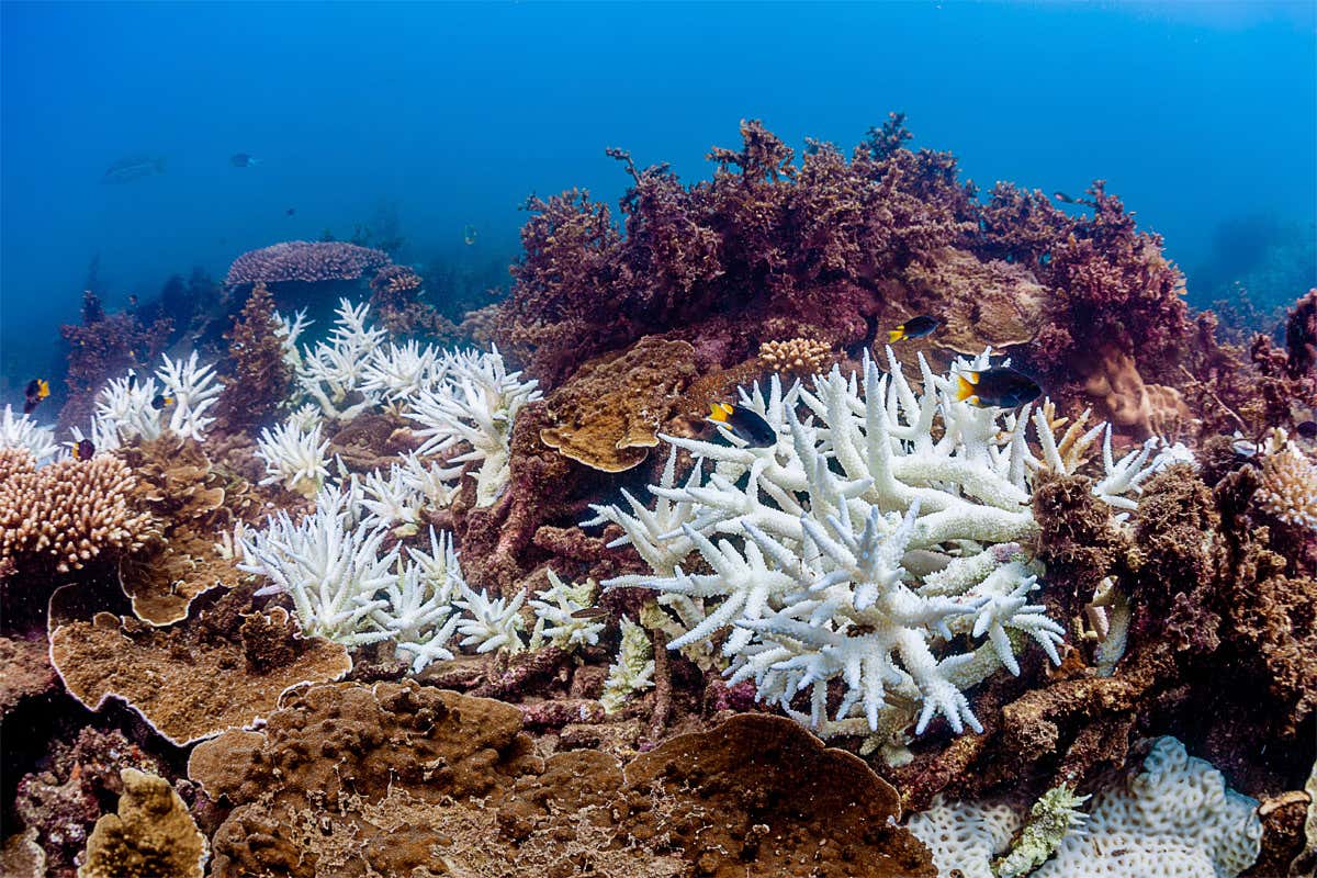 Reef barrier bleaching bleached corals widespread suffered reprise newscientist The great barrier reef is seeing unprecedented coral bleaching