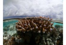 Some corals are better at handling the heat
