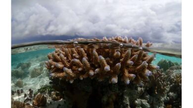 Some corals are better at handling the heat