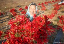 How the chilli pepper has set fire to the internet in china