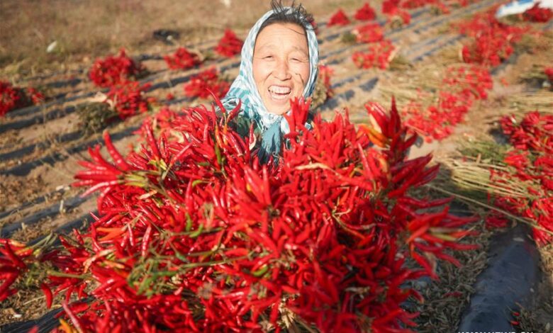 How the chilli pepper has set fire to the internet in china