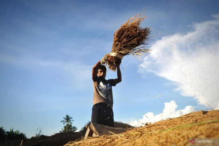 Bobibos: Indonesia Unveils Revolutionary Agri-Waste-Based Fuel, Promising Environmental and Economic Transformation