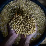 Indonesia Grapples with Rising Soybean Prices Amidst Middle East Tensions, Government Mobilizes to Stabilize Staple Food Costs