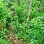 Navigating the Perilous Path to Tradition: The Enduring Legacy of Mudik in the Remote Reaches of Banyumas Regency