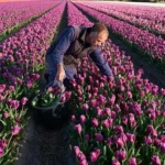 The Enduring Reign of Dutch Tulips: A Deep Dive into the Global Flower Market’s Dominant Force