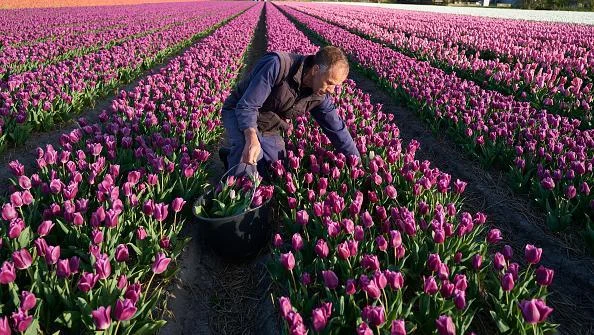 The Enduring Reign of Dutch Tulips: A Deep Dive into the Global Flower Market’s Dominant Force