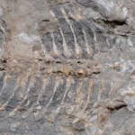 Decades-Old Discovery Unveils Arenaerpeton Supinatus: Australia’s Remarkable Triassic Amphibian Fossil.