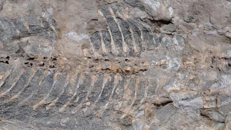Decades-Old Discovery Unveils Arenaerpeton Supinatus: Australia’s Remarkable Triassic Amphibian Fossil.