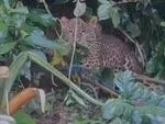 El Niño Fuels Escalating Human-Wildlife Conflict and Forest Fire Risks Across Indonesia, Experts Warn