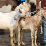 The Economic Surge of Eid al-Adha: Unpacking Lucrative Seasonal Business Opportunities for Small Entrepreneurs